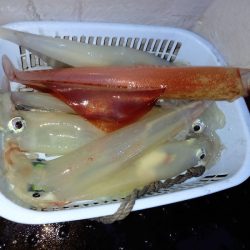 第二龍勢丸 釣果