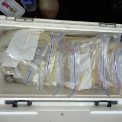 第二龍勢丸 釣果