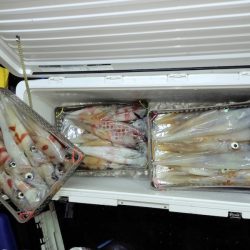 第二龍勢丸 釣果