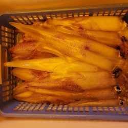 海龍丸（石川） 釣果