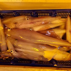 海龍丸（石川） 釣果