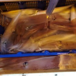 海龍丸（石川） 釣果