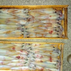 第二龍勢丸 釣果