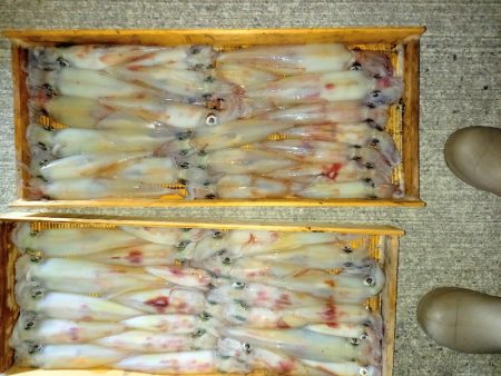 第二龍勢丸 釣果