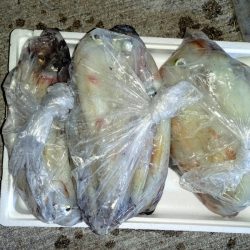 第二龍勢丸 釣果