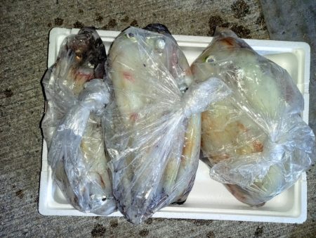 第二龍勢丸 釣果