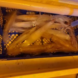 海龍丸(石川) 釣果