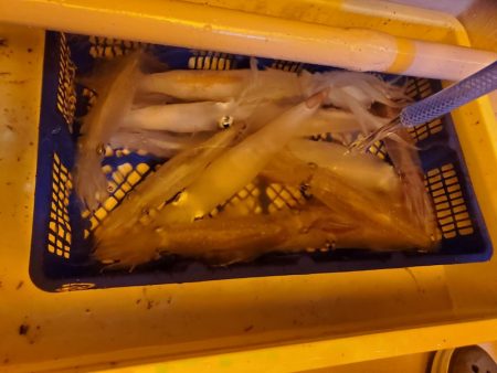 海龍丸(石川) 釣果