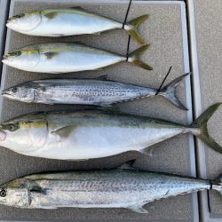 SeaRide(シーライド) 釣果