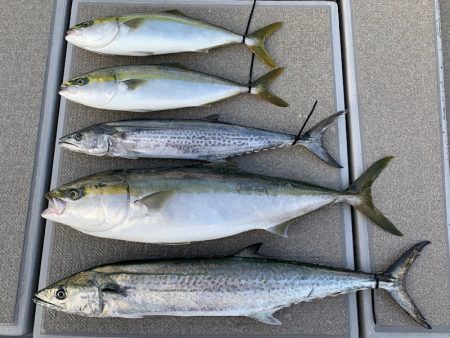 SeaRide(シーライド) 釣果