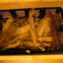 海龍丸（石川） 釣果