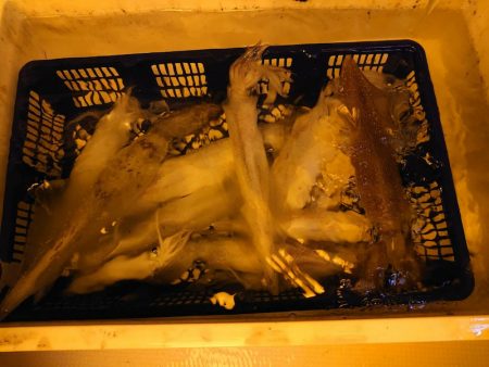 海龍丸（石川） 釣果