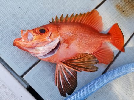 アマテラス 釣果