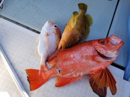 アマテラス 釣果