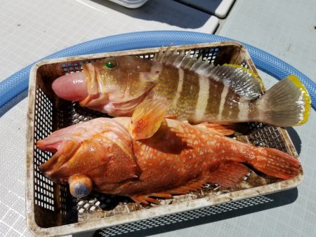 アマテラス 釣果