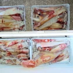 第二龍勢丸 釣果