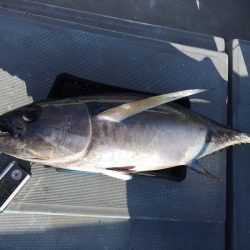 渡船屋たにぐち 釣果