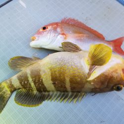 アマテラス 釣果