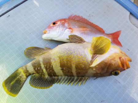 アマテラス 釣果