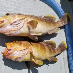 アマテラス 釣果