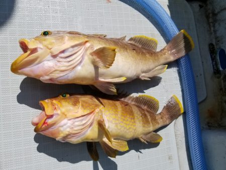 アマテラス 釣果