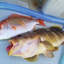 アマテラス 釣果