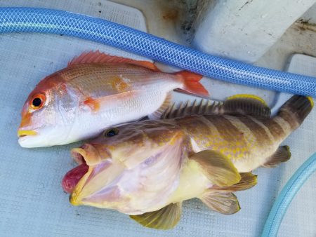 アマテラス 釣果