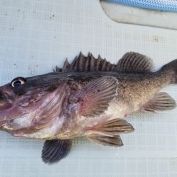 アマテラス 釣果