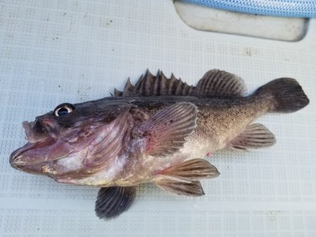 アマテラス 釣果