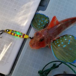 アマテラス 釣果