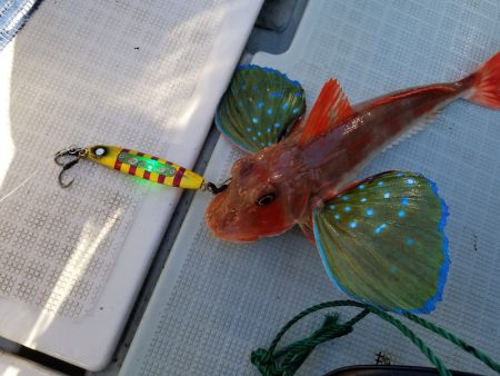 アマテラス 釣果