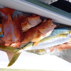 第二龍勢丸 釣果