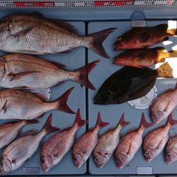 遊漁船 家入 釣果