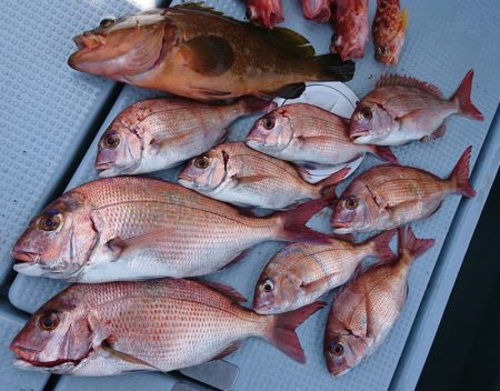 遊漁船 家入 釣果