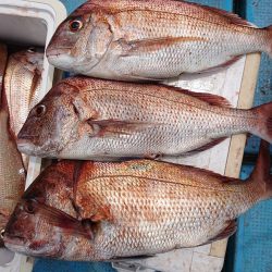 シースナイパー海龍 釣果