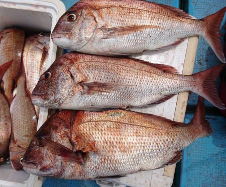 シースナイパー海龍 釣果