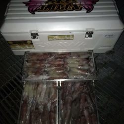 シーライオン 釣果