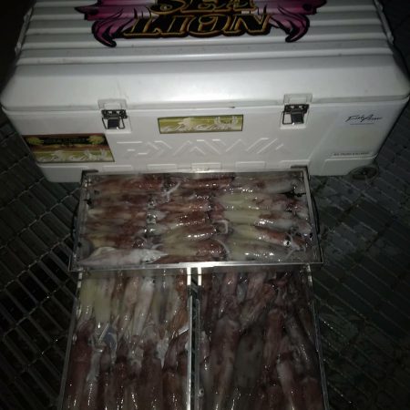 シーライオン 釣果