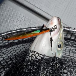 サンマリン 釣果