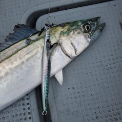 サンマリン 釣果