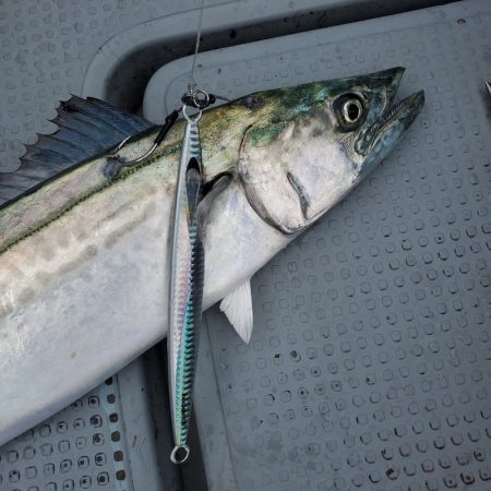 サンマリン 釣果