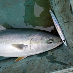 サンマリン 釣果