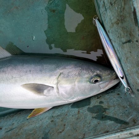 サンマリン 釣果