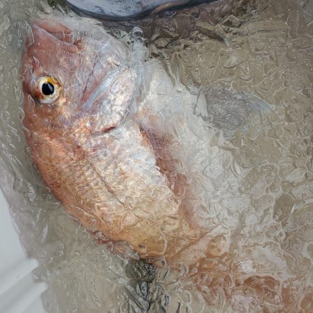 サンマリン 釣果