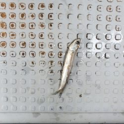 サンマリン 釣果