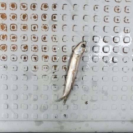 サンマリン 釣果