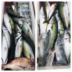 ビッグファイター 釣果