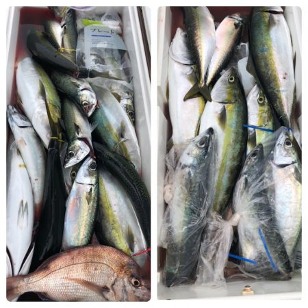 ビッグファイター 釣果