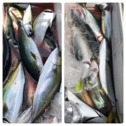 ビッグファイター 釣果