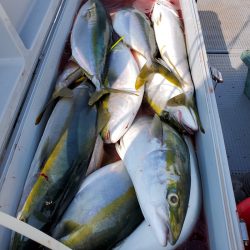 サンマリン 釣果